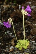 Primula blinii