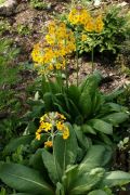 Primula bulleyana