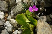 Primula carniolica