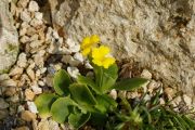 Primula ciliata