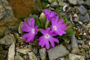 Primula clusiana