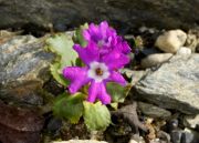 Primula daonensis