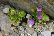 Primula_daonensis_TOM_6257.JPG