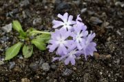 Primula fasciculata