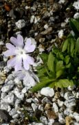 Primula fasciculata