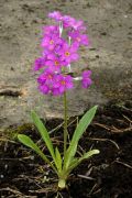 Primula fernaldiana