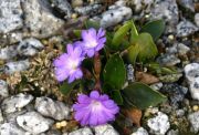 Primula glaucescens