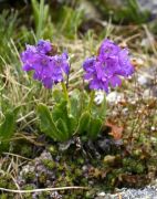 Primula glutinosa