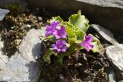 Primula grignensis