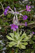 Primula halleri