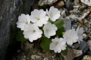 Primula hirsuta 'Alba'