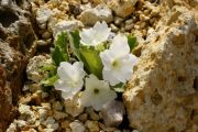 Primula hirsuta 'Alba'