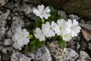 Primula hirsuta 'Alba'