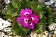 Primula hirsuta