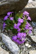 Primula hirsuta