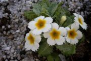 Primula 'Netta Denis'