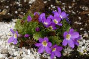 Primula 'Redpoll'