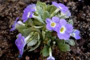 Primula 'Tantallon'