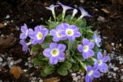 Primula 'Tantallon'