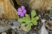 Primula kialensis