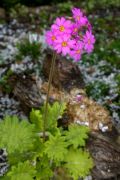 Primula kisoana