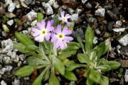 Primula laurentiana