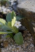 Primula marginata'Alba'