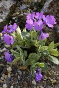 Primula marginata 'Amethystina'