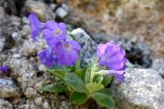 Primula marginata 'Barbara Baker'