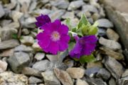 Primula marginata 'Beamish Seedling'