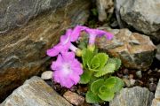 Primula marginata 'Beatrice Lascaris'