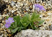 Primula marginata 'Drake's Form'