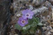 Primula marginata 'Hyacinthina'