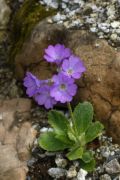 Primula marginata 'Jeanet'