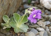 Primula marginata 'Kesselringii'