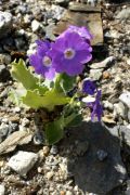 Primula marginata 'Linda Pope'