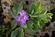 Primula marginata