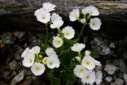 Primula marginata 'White Linda Poppe'