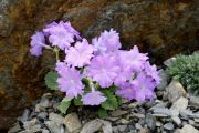 Primula marginata 'Winifred'