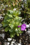 Primula minima subsp. caulescens