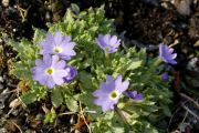 Primula minutissima