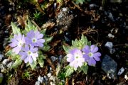 Primula minutissima