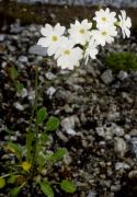 Primula munroi