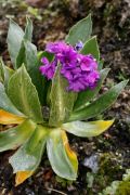 Primula nivalis