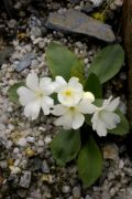 Primula pedemontana 'Alba'