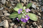 Primula scandinavica