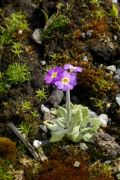 Primula scotica