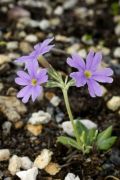 Primula sharmae