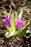 Primula sinopurpurea