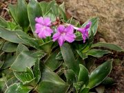 Primula spectabilis